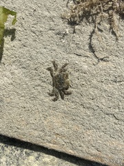 Hemigrapsus oregonensis
