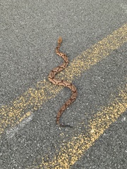 Agkistrodon contortrix