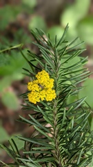 Cymopterus lemmonii