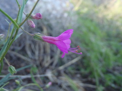 Mirabilis coccinea