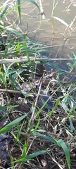 Brachydiplax chalybea