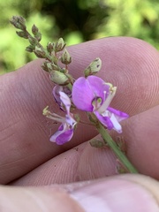 Desmodium ciliare