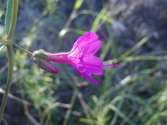 Mirabilis coccinea
