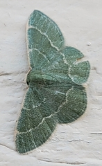 Chlorochlamys phyllinaria