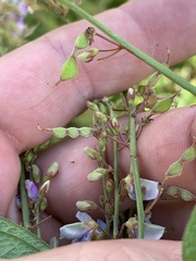 Desmodium ciliare