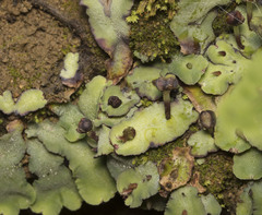 Plagiochasma rupestre