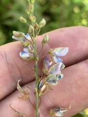 Desmodium ciliare