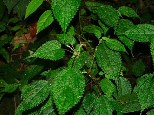 Image of Boehmeria clidemioides by (c) Jacy Chen, some rights reserved (CC BY)