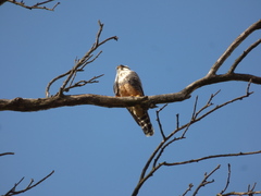 Falco femoralis