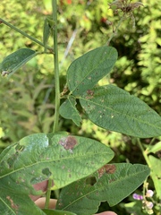 Desmodium ciliare