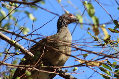 Ortalis poliocephala