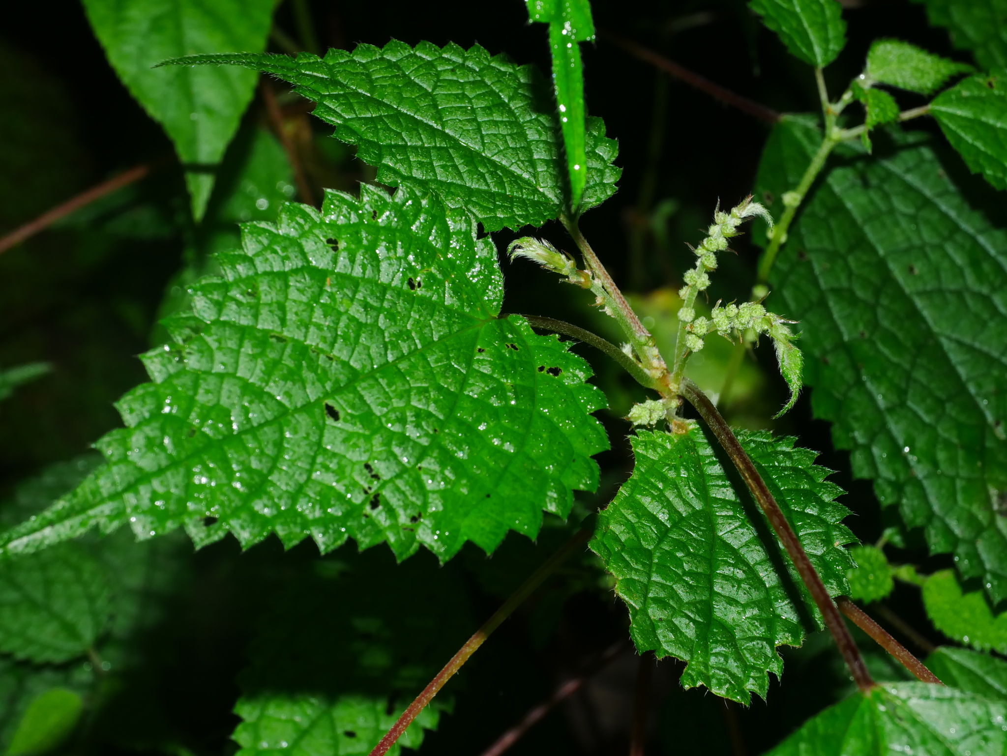 Boehmeria Clidemioides (Boehmeria clidemioides)