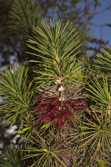 Melaleuca peucophylla