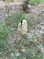 Podaxis pistillaris