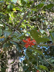 Fuchsia venusta