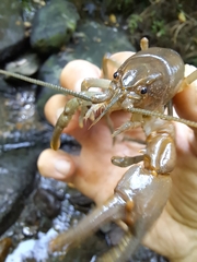 Cambarus bartonii