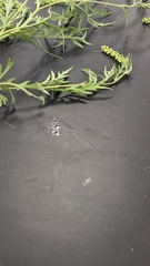 Ambrosia psilostachya