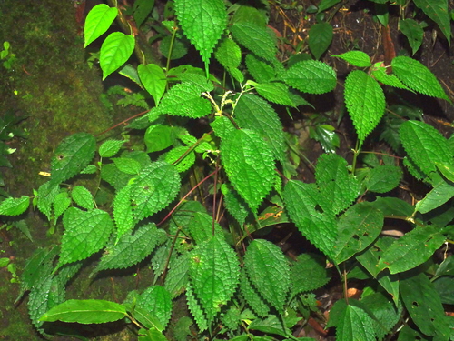 Image of Boehmeria Clidemioides (Boehmeria clidemioides) by (c) Jacy Chen, some rights reserved (CC BY)