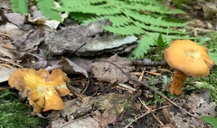 Craterellus