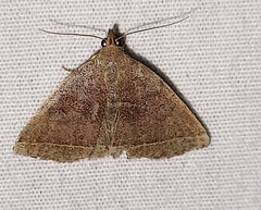 Zanclognatha laevigata