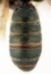 Halictus smaragdulus