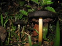 Psilocybe caerulescens