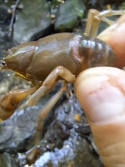 Cambarus bartonii