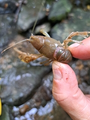 Cambarus bartonii