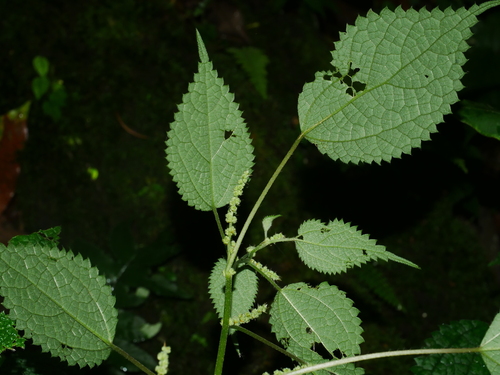 Image of Boehmeria Clidemioides (Boehmeria clidemioides) by (c) Jacy Chen, some rights reserved (CC BY)