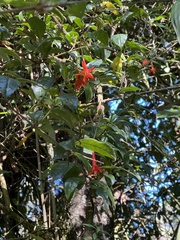 Fuchsia venusta