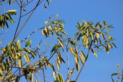 Eupsittula canicularis