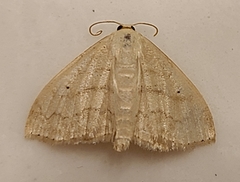 Scopula limboundata