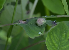 Neolasioptera impatientifolia