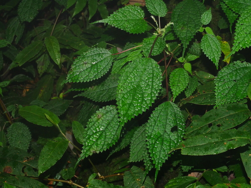 Image of Boehmeria clidemioides by (c) Jacy Chen, some rights reserved (CC BY)