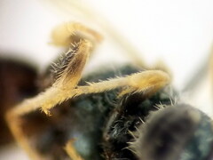 Halictus smaragdulus