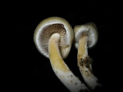 Psilocybe caerulescens