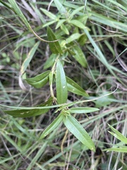 Gentiana puberulenta