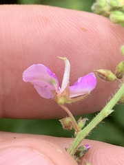 Desmodium perplexum