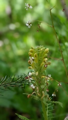 Pedicularis