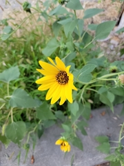 Helianthus annuus