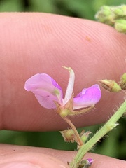 Desmodium perplexum