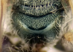 Halictus smaragdulus