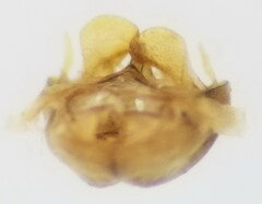 Halictus smaragdulus