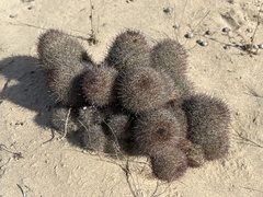Mammillaria dioica