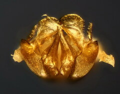 Halictus smaragdulus