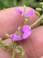 Desmodium perplexum
