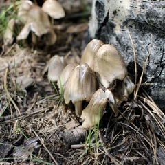 Coprinopsis