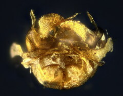 Halictus smaragdulus