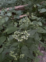 Ageratina altissima