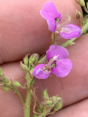 Desmodium perplexum
